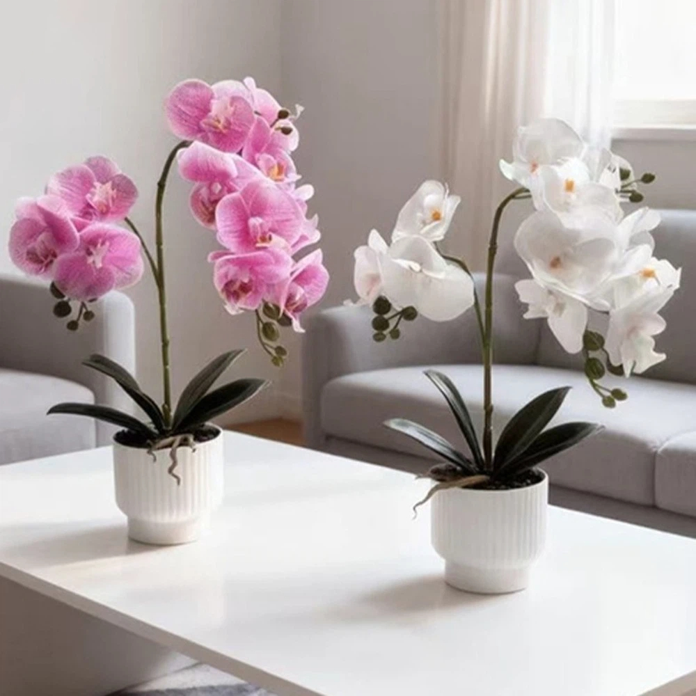 กล้วยไม้ผีเสื้อจำลองแบบหลายดอก - Bonsai Garden Zen บทวิจารณ์และราคา