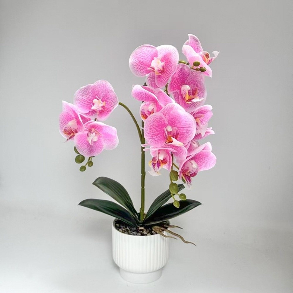 กล้วยไม้ผีเสื้อจำลองแบบหลายดอก - Bonsai Garden Zen บทวิจารณ์และราคา