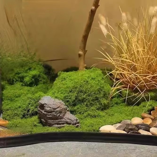 มอสอมตะ 200 กรัม สำหรับงาน DIY - Bonsai Garden Mini บทวิจารณ์และราคา