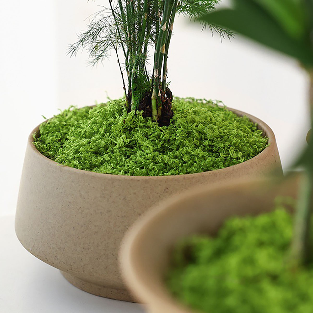 ประมาณ 20 กรัม ต้นไม้ประดิษฐ์ส - Bonsai Garden Decor บทวิจารณ์และราคา