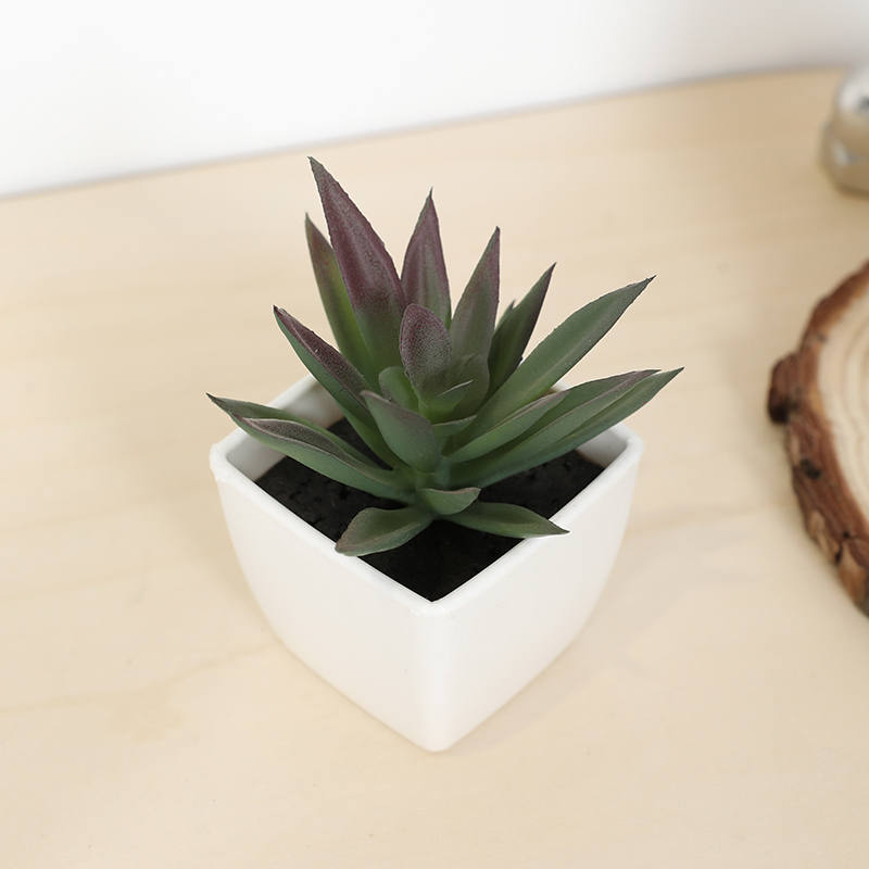 มินิประดิษฐ์ฉ่ํานางฟ้าถ้วยกระถ - Bonsai Garden Mini บทวิจารณ์และราคา