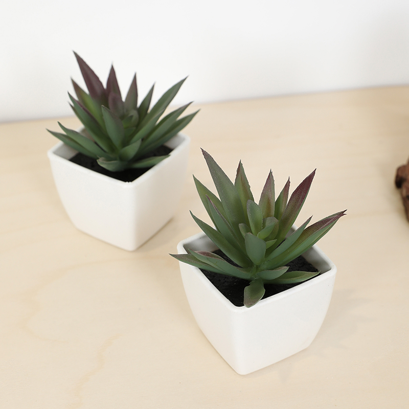 มินิประดิษฐ์ฉ่ํานางฟ้าถ้วยกระถ - Bonsai Garden Mini บทวิจารณ์และราคา